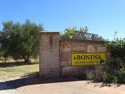 Bonina Olive Grove - ACT Tourism 1