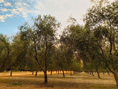 Talinga Grove - ACT Tourism 1