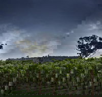 Dalrymple Vineyards - ACT Tourism