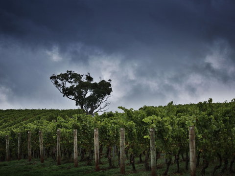 Dalrymple Vineyards - ACT Tourism 0