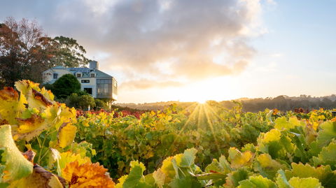 Hahndorf Hill Winery - ACT Tourism 0