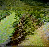 Gartelmann Wines - ACT Tourism