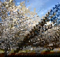 Allambie Orchard and Cafe - ACT Tourism