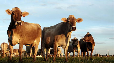 Hunter Belle Cheese - ACT Tourism 1