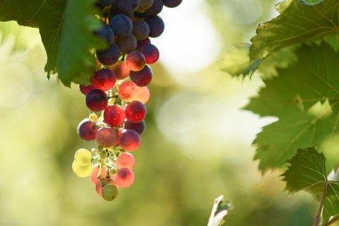 Raleigh Winery - ACT Tourism 0