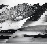 The Queensland Hotel - ACT Tourism