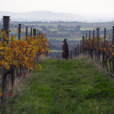 Barwon Ridge Wines - ACT Tourism 0