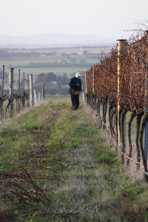 Barwon Ridge Wines - ACT Tourism 2