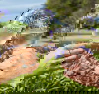 Redgate Wines - ACT Tourism