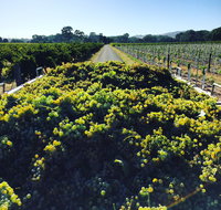 Willows Vineyard - ACT Tourism