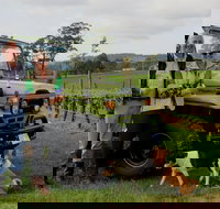 Brook Eden Vineyard - ACT Tourism