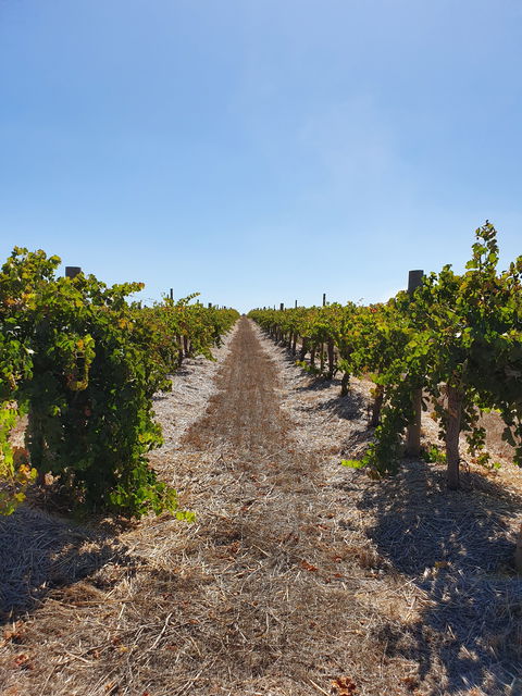 Ulster Park Wines - ACT Tourism 2
