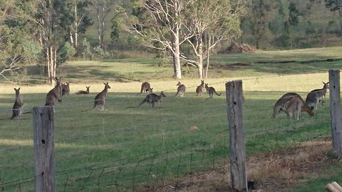 Mistletoe Winery - ACT Tourism 1