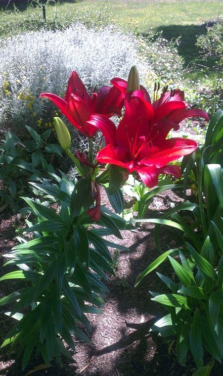 Bluebush Cafe - ACT Tourism 10