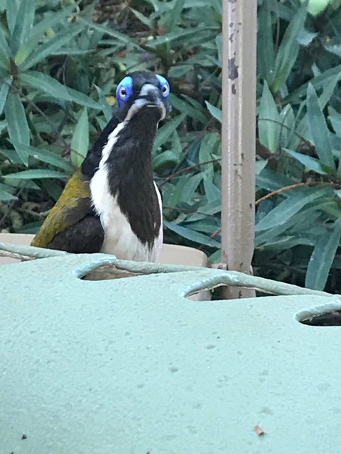 Stockyard Gallery - Cafe - ACT Tourism 4