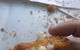 Wild Local Prawns - thumb 0
