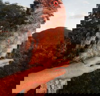 Cafe Anywhere - ACT Tourism