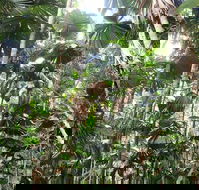 Spirits of Daintree - ACT Tourism