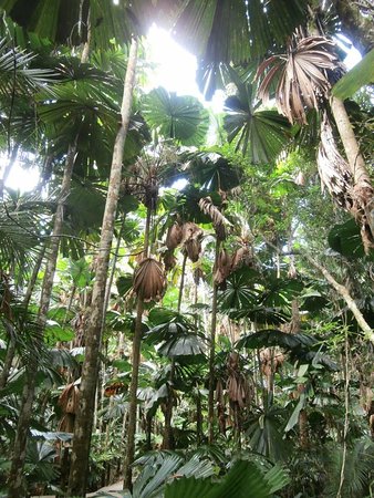 Spirits Of Daintree - ACT Tourism 0