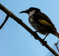 Ivy Cottage - ACT Tourism