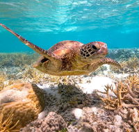 Heron Island Resort - ACT Tourism