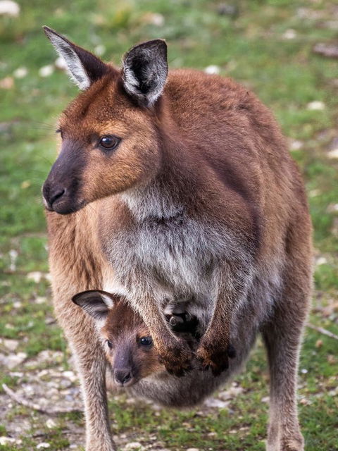Mercure Kangaroo Island Lodge - ACT Tourism 38