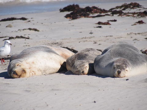 Mercure Kangaroo Island Lodge - ACT Tourism 43