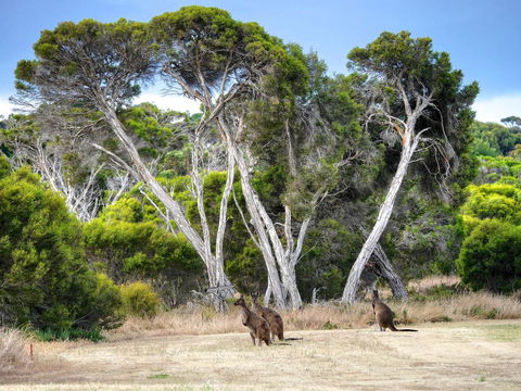 Mercure Kangaroo Island Lodge - ACT Tourism 33