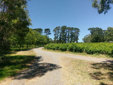 Lost In The Vines - ACT Tourism 28