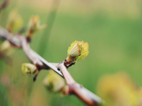 Lost In The Vines - ACT Tourism 16