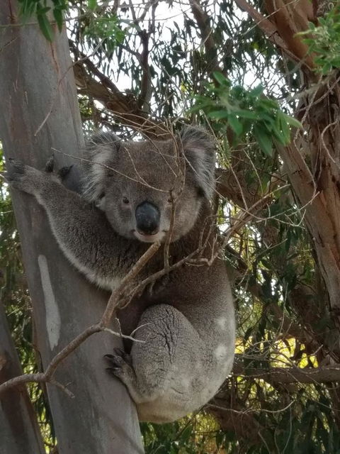 Lost In The Vines - ACT Tourism 29