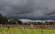 Lost In The Vines - thumb 27