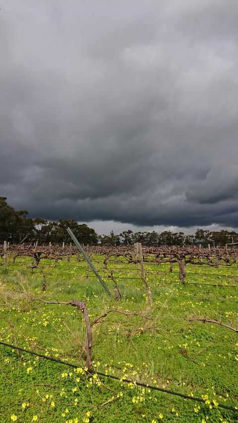 Lost In The Vines - ACT Tourism 27