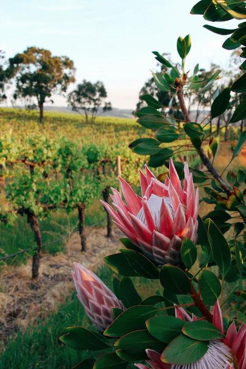 Lost In The Vines - ACT Tourism 14