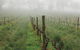 Lost In The Vines - thumb 15