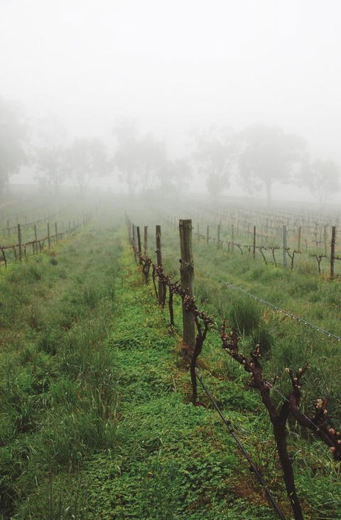 Lost In The Vines - ACT Tourism 15