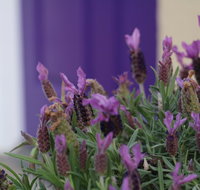 The Purple Door on Seaview - ACT Tourism