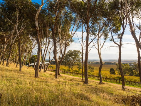 Shadow Creek McLaren Vale - ACT Tourism 5