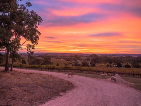 Shadow Creek McLaren Vale - ACT Tourism 24
