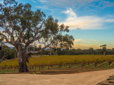 Shadow Creek McLaren Vale - ACT Tourism 23