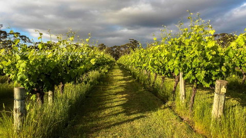 Shadow Creek McLaren Vale - ACT Tourism 20