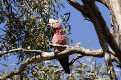 Cape Jervis Holiday Units - ACT Tourism 5