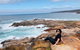 Sea Dragon Kangaroo Island - thumb 36