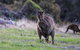 Sea Dragon Kangaroo Island - thumb 26