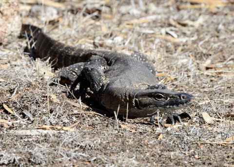 Sea Dragon Kangaroo Island - ACT Tourism 24