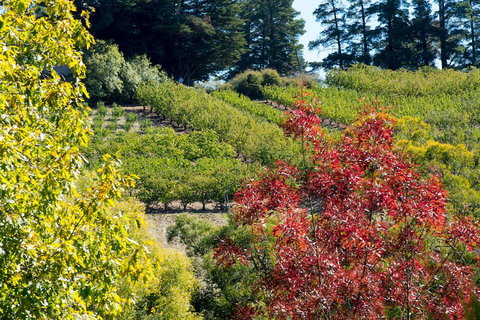 The Manor Basket Range - ACT Tourism 16