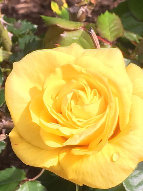 Wine And Roses Bed And Breakfast - ACT Tourism 41