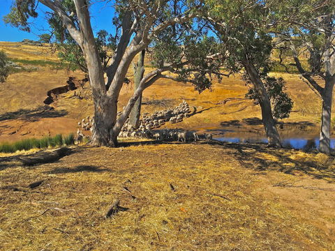 Rabbiters Hut - ACT Tourism 22