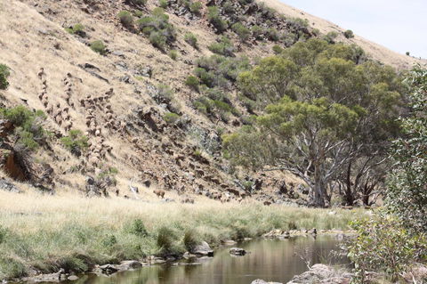 Rabbiters Hut - ACT Tourism 29