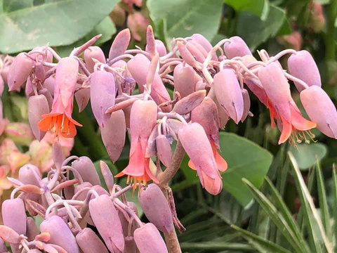 Aussie Opal Diggers Outback Retreat-Undergound - ACT Tourism 27